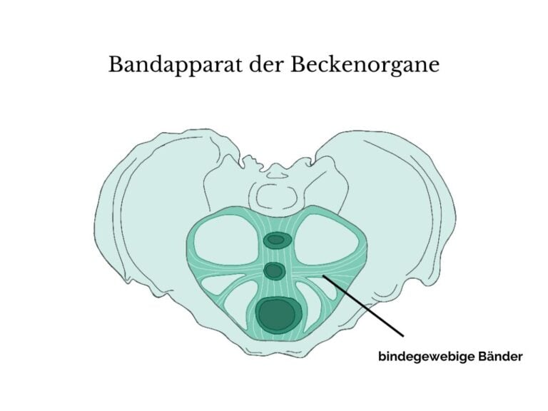 lll Die Rolle der Mutterbänder in der Schwangerschaft und danach