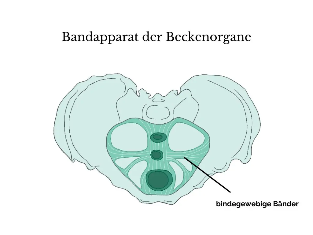 Bandapparat der Beckenorgane Bandapparat der Beckorgane