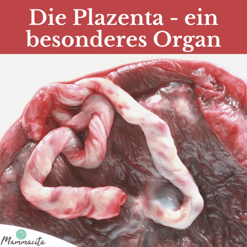 Die Plazenta - ein besonderes Organ