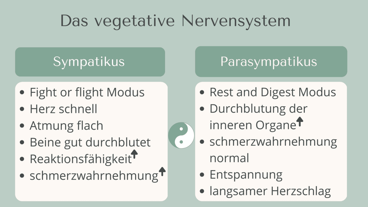 Copy of Geburtsvorbereitung fuer Paare Stunde 1 20 vegetatives Nervensystem bei geburt