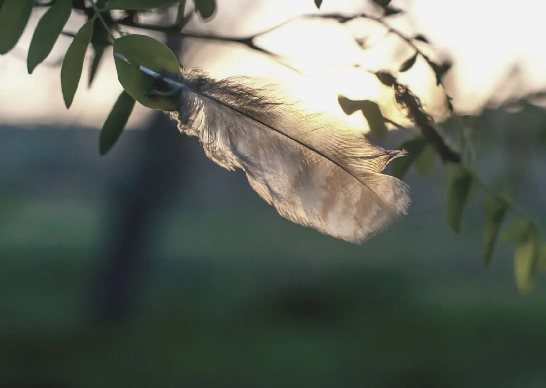 Felder im Wind Feder im Wind