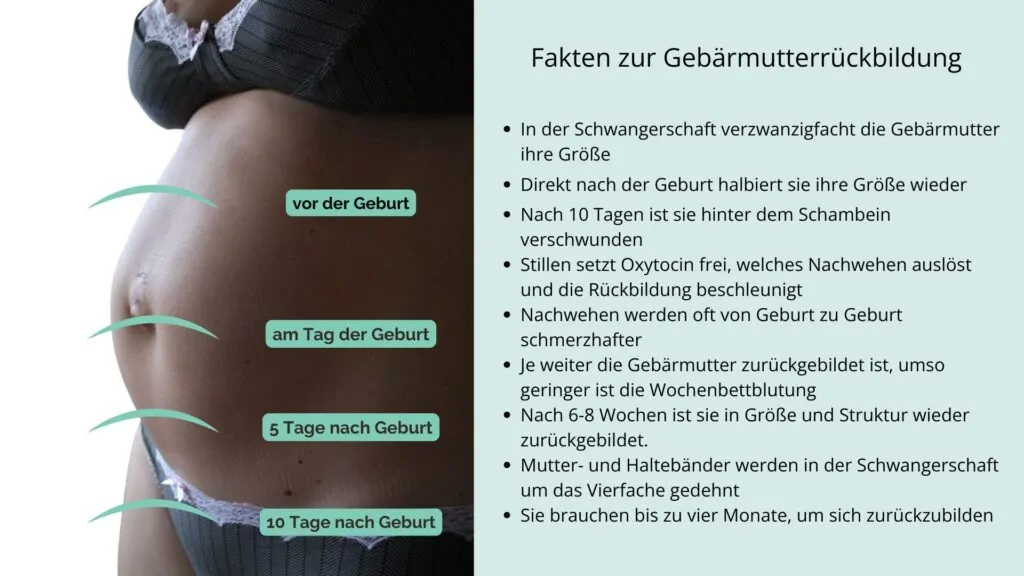 Gebaermutterrueckbildung Phasen Rückbildung der Gebärmutter nach Geburt