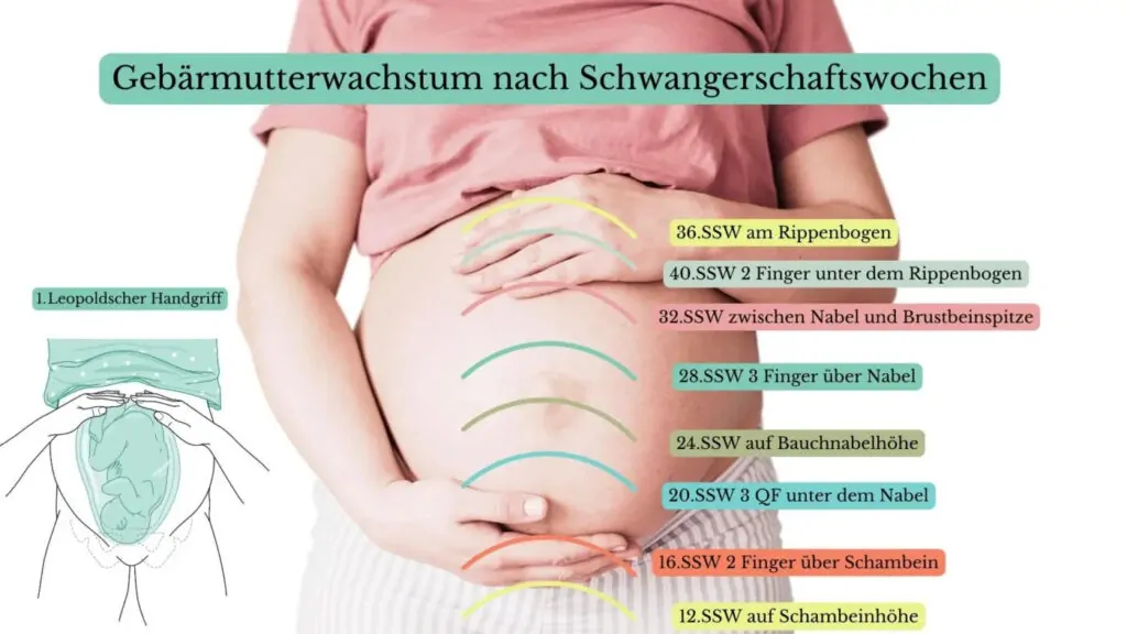 Gebaermutterwachstum Schwangerschaft 1 Gebärmutterwachstum in der Schwangerschaft