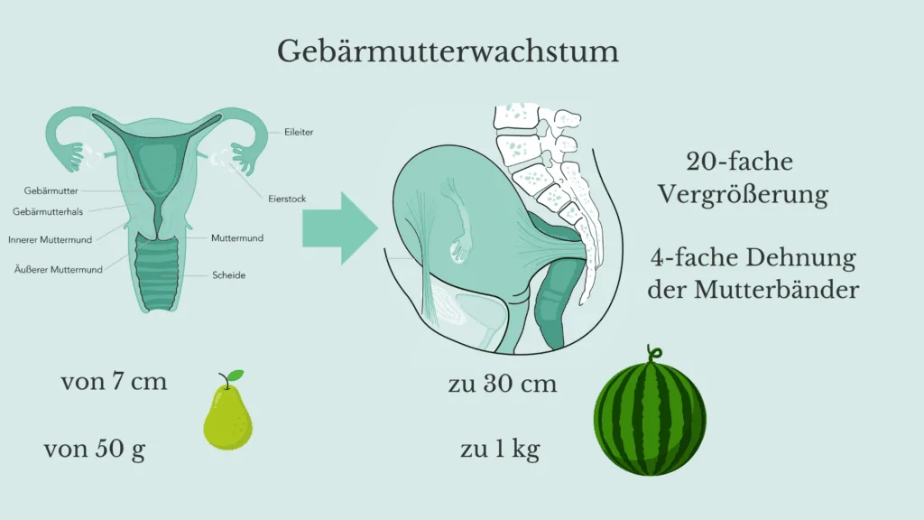Gebaermutterwachstum Schwangerschaft 1 Gebärmutterwachstum Schwangerschaft