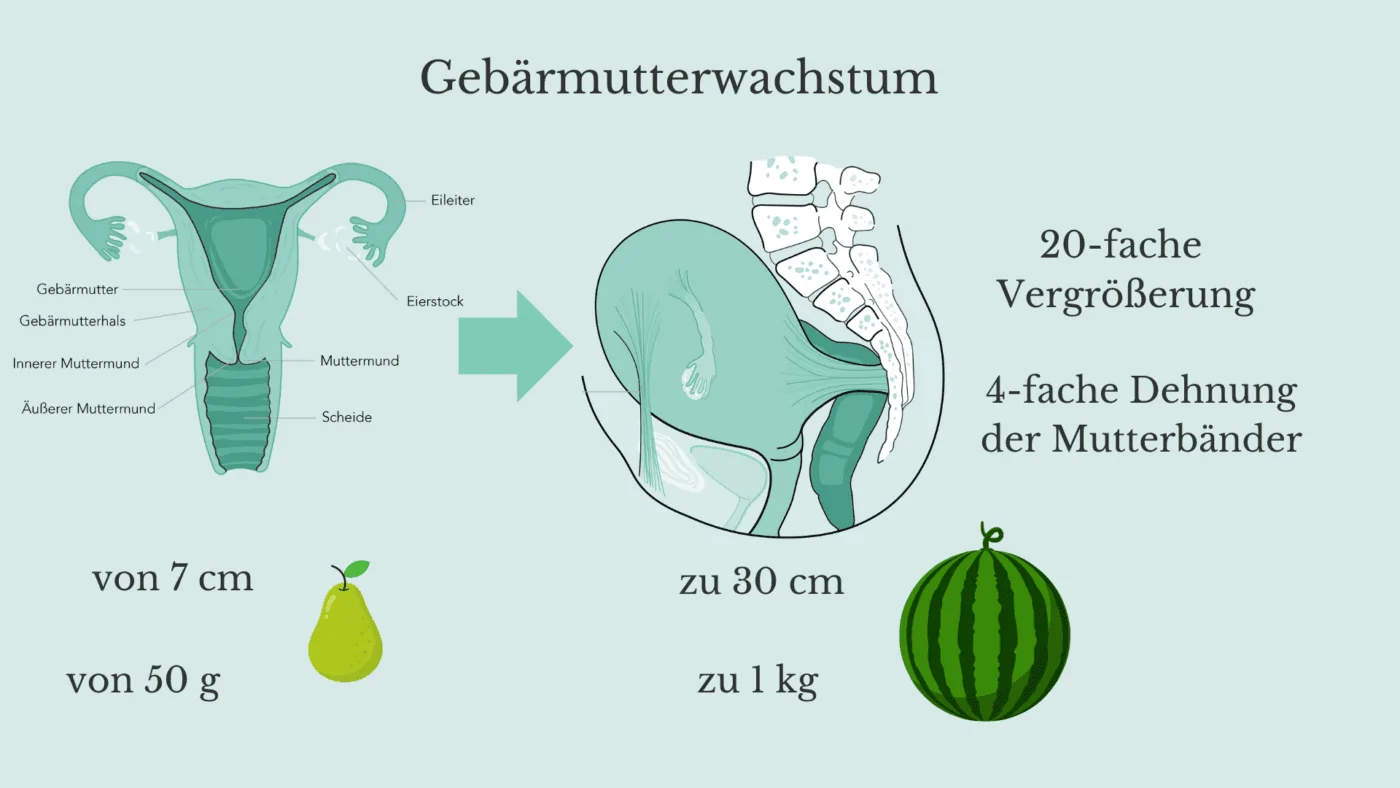Gebaermutterwachstum Schwangerschaft Gebärmutter Mutteränder Schwangerschaft