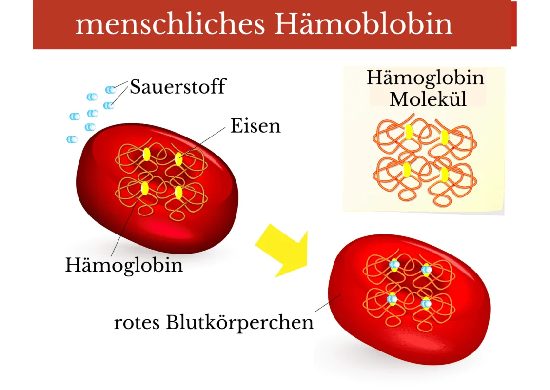 Aufbau Hämoglobin Blut