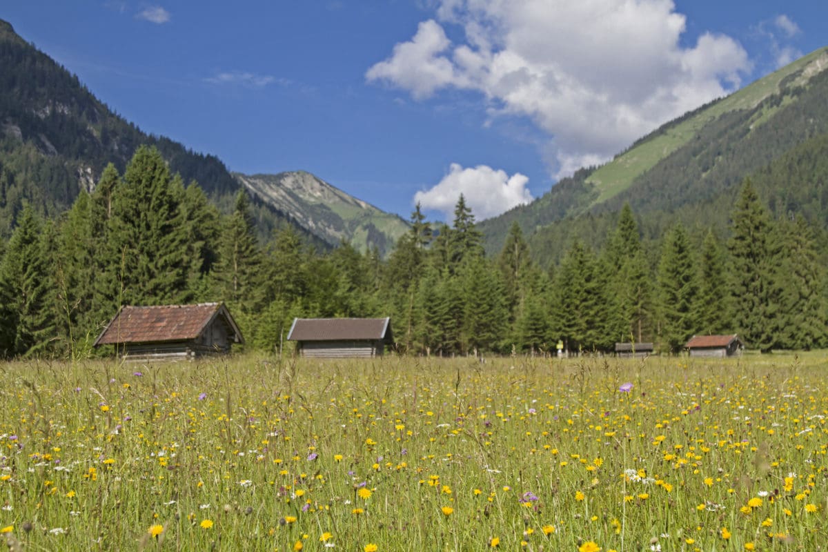 Heublumen für Heublumenbad