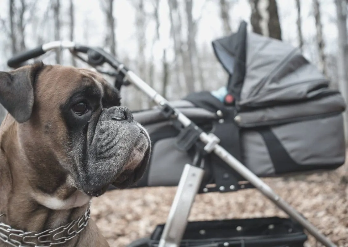 Hund Baby und Kinderwagen hund und baby zusammenführen