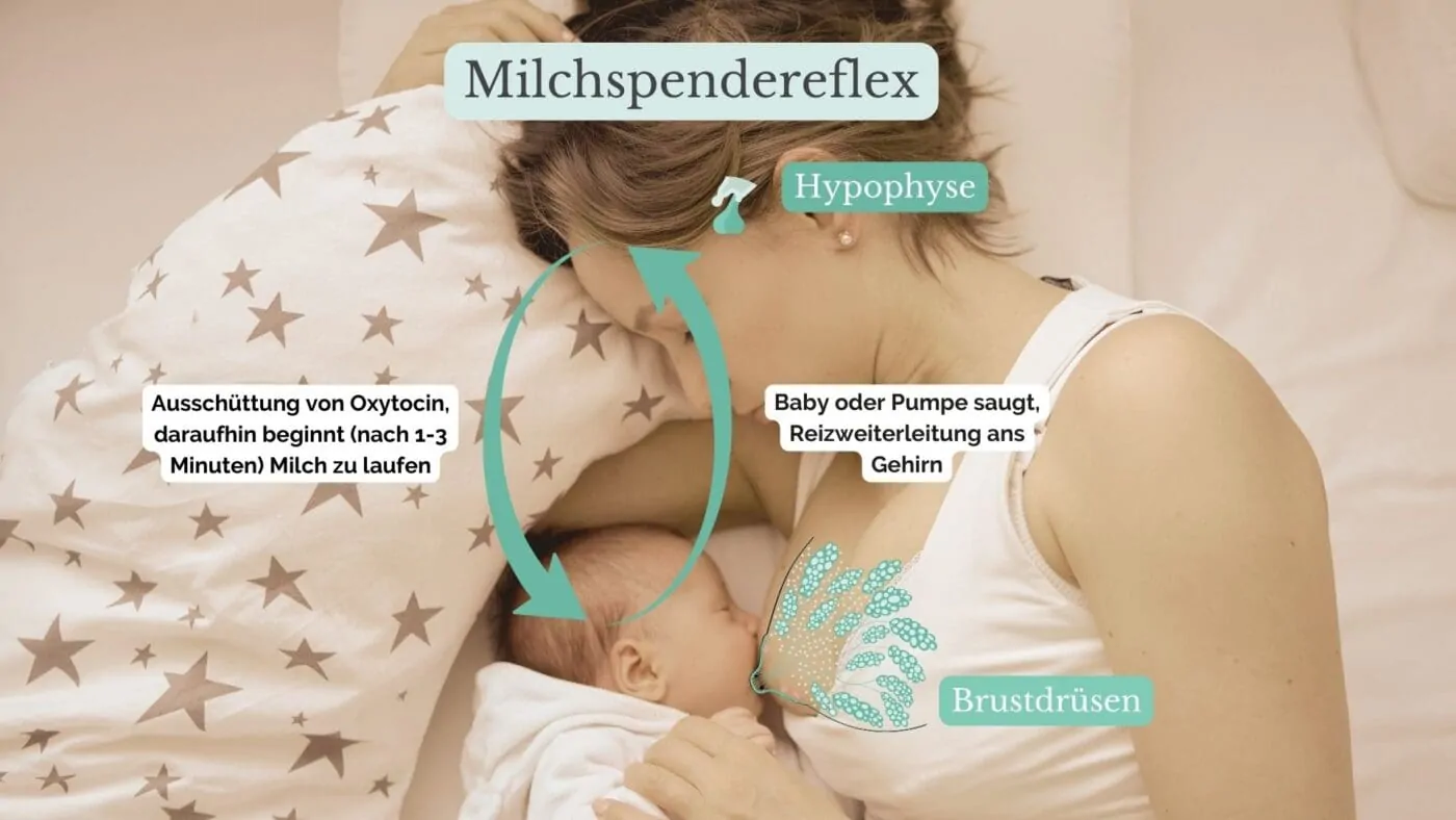 Milchspendereflex Milchspendereflex