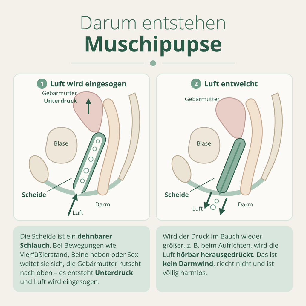 Muschipupse Entstehung Muschifurz Entstehung
