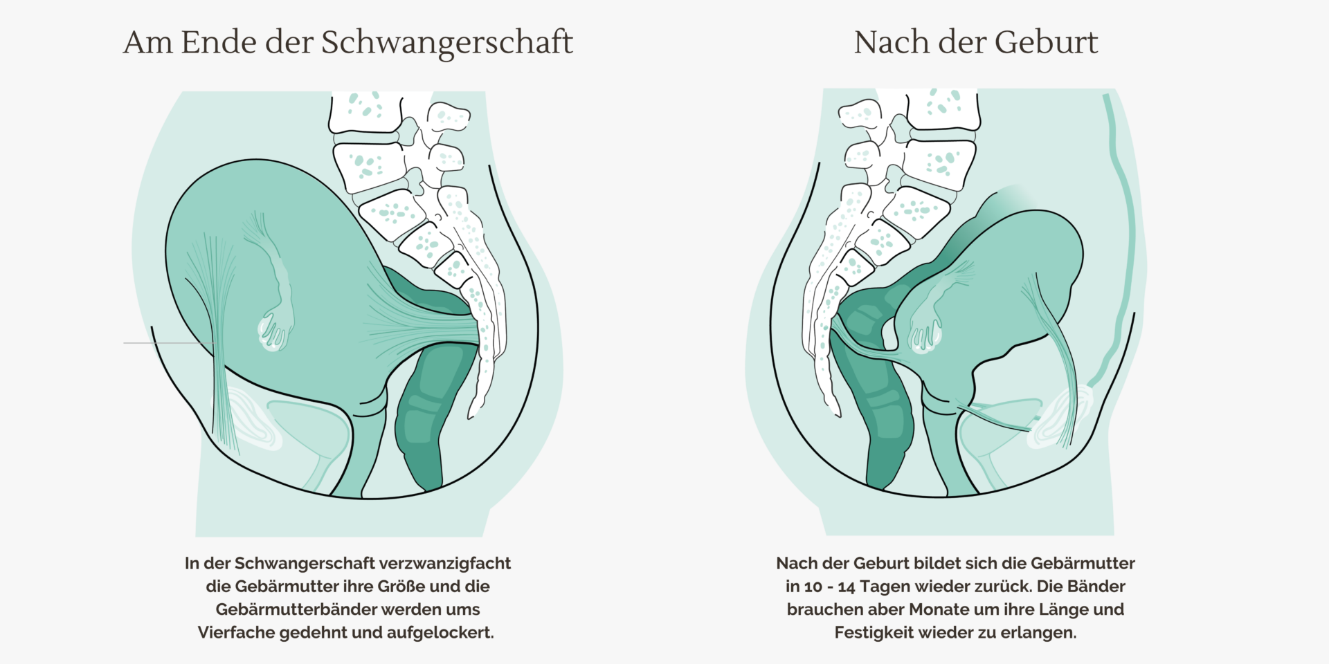 Mutterbaender in und nach der Schwangerschaft