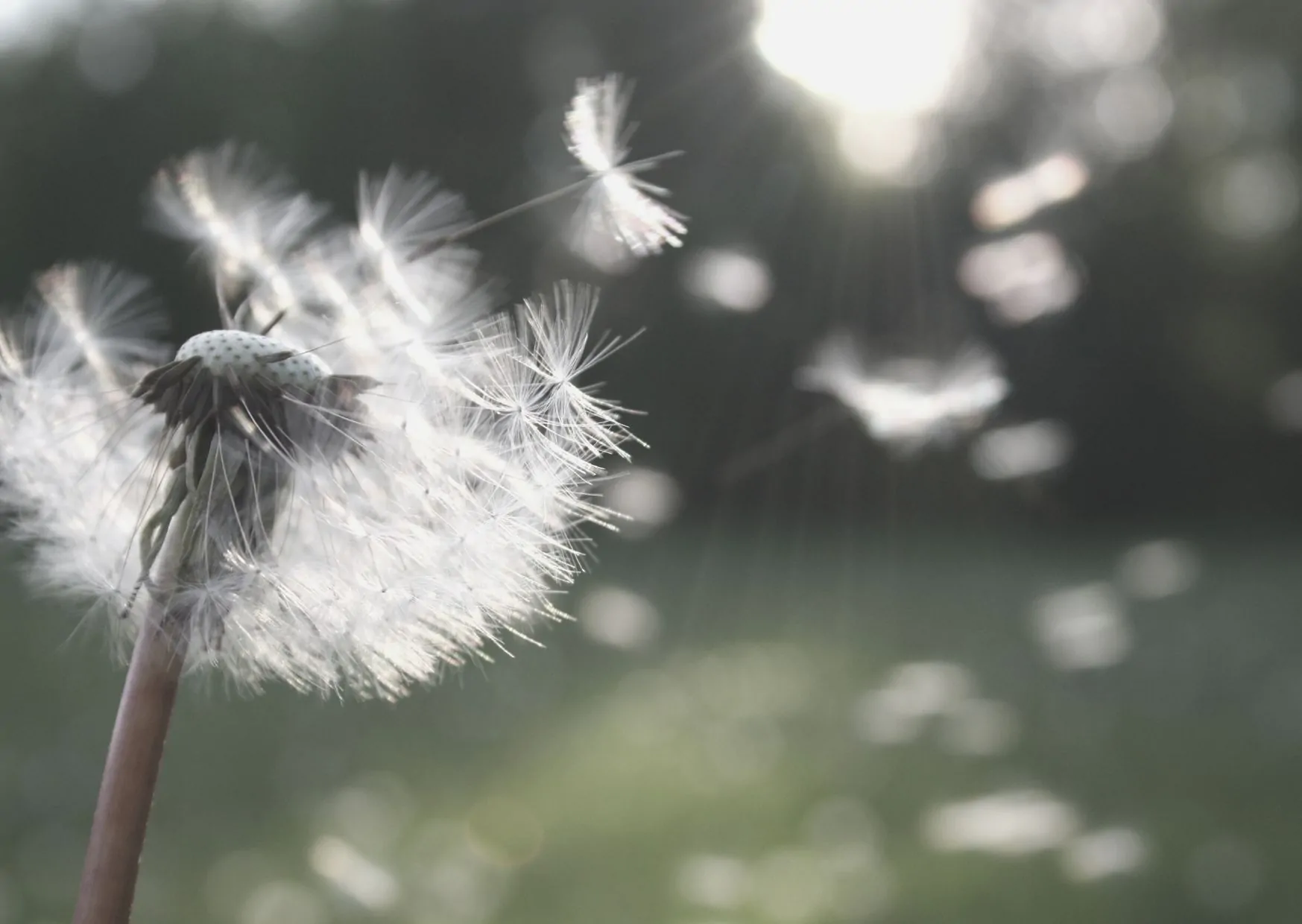 Pusteblume im Wind Pusteblume