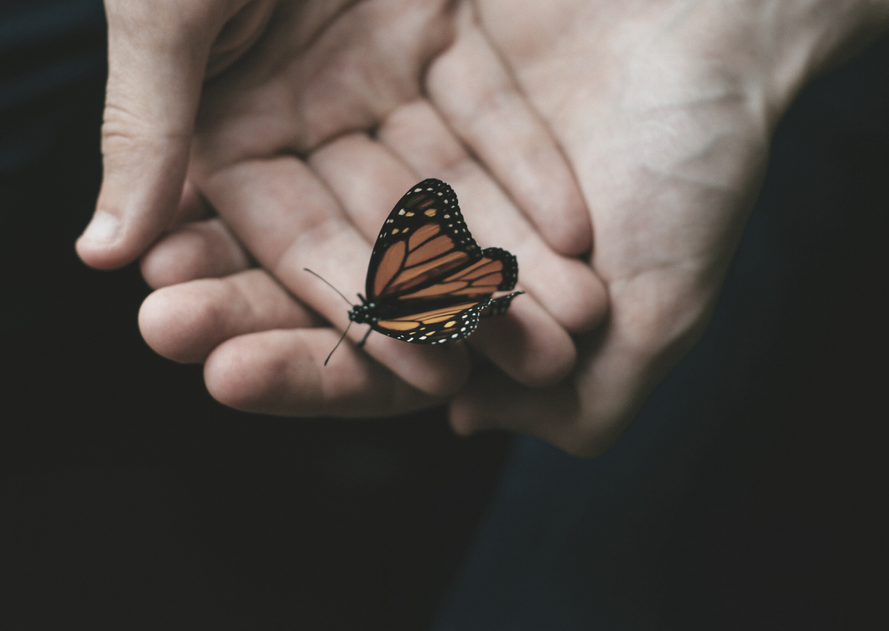 Schmetterling auf Hand Schmetterling in der Hand