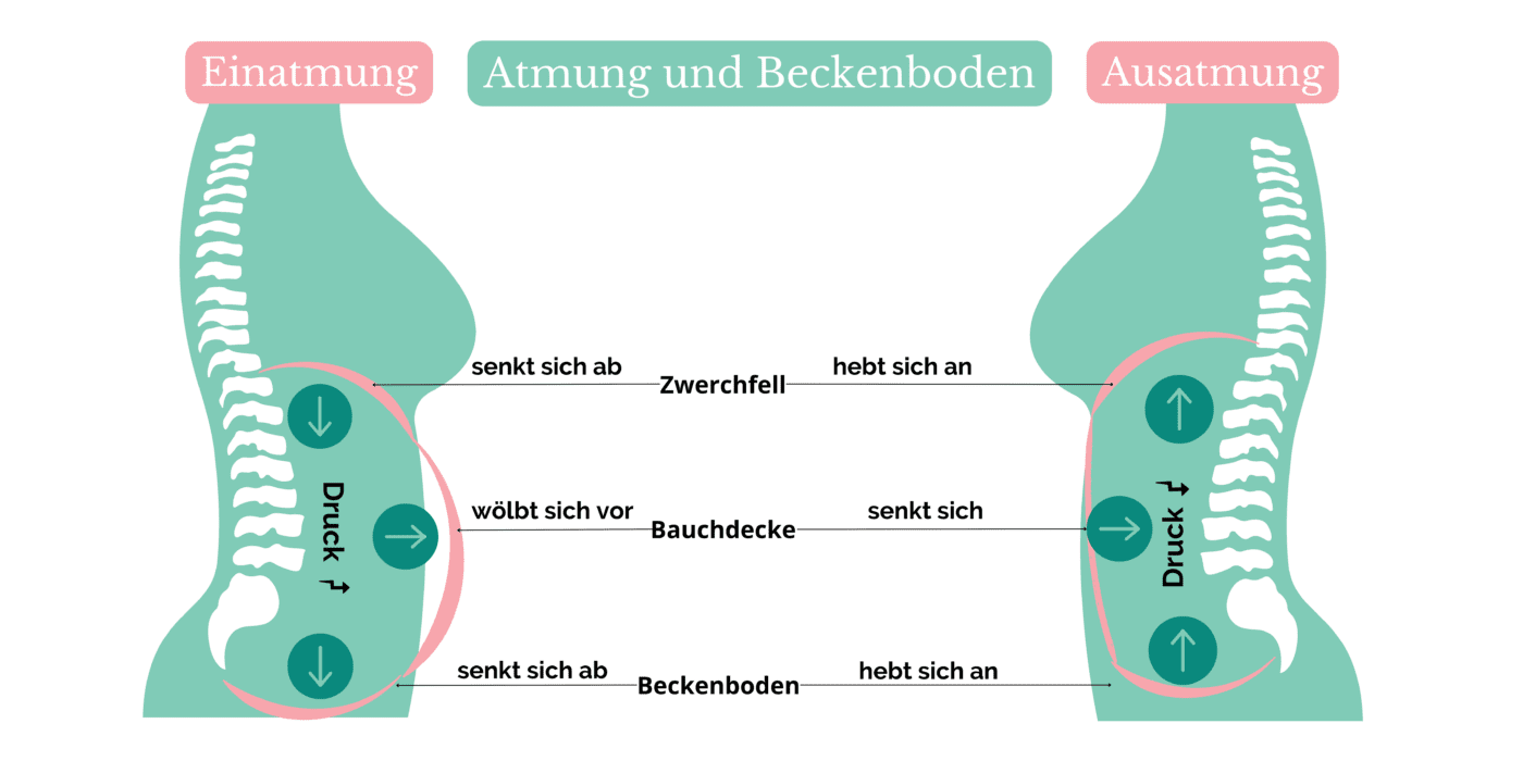 Zwer Beckenboden und Atmung
