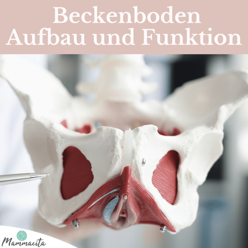 Beckenboden Aufbau und Funktion