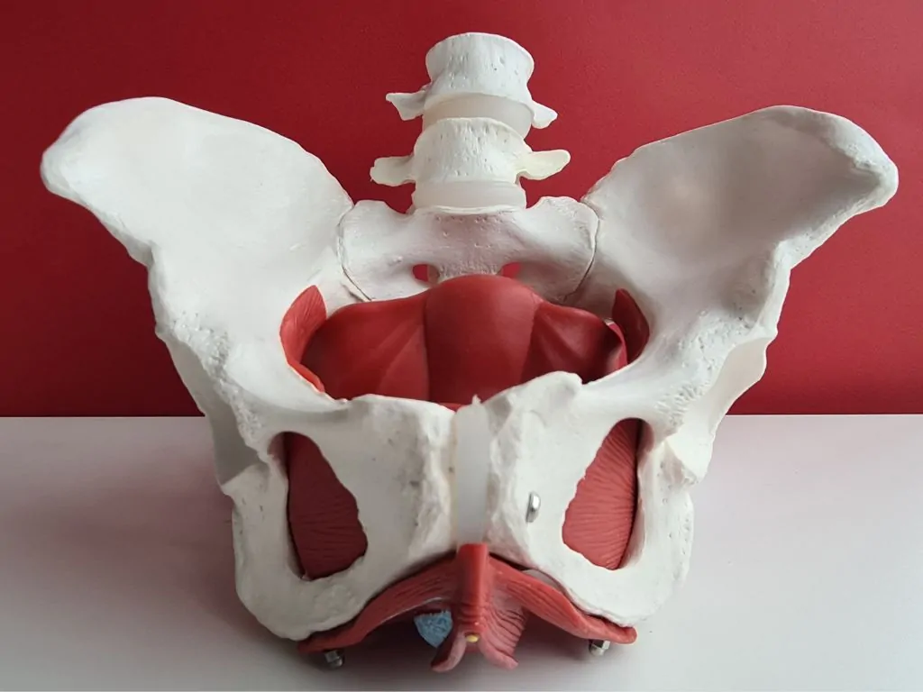 beckenboden modell Beckenboden Anatomie