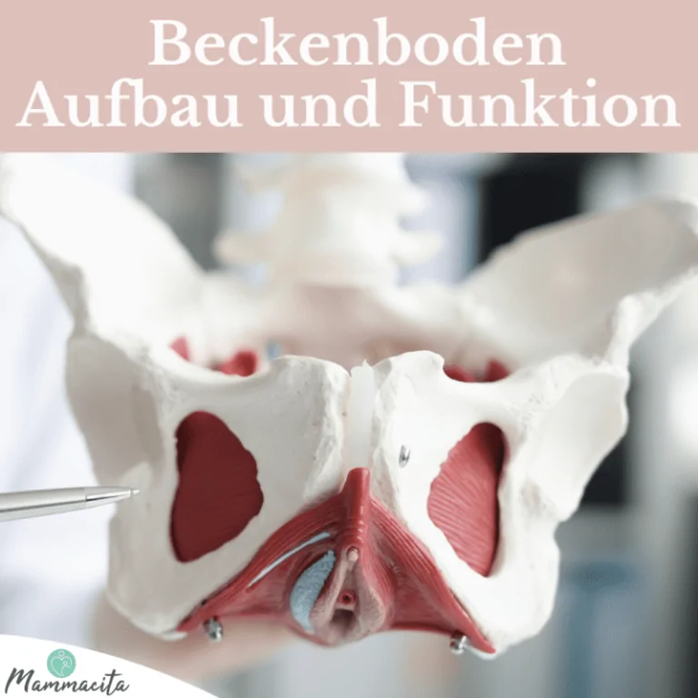 Beckenboden Aufbau und Funktion