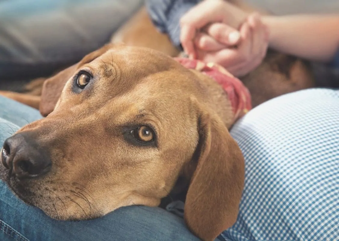 schwangere Frau mit Hund auf Babybauch schwangere Frau mit Hund auf dem Babybauch
